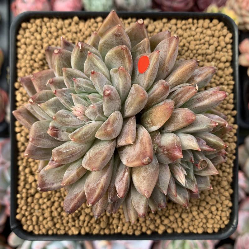 Echeveria 'Moiré' 3-4" Cluster Powdery Succulent Plant