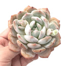 Echeveria 'Orange Monroe' Large 4"-5" Rare Succulent Plant