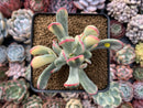 Cotyledon 'Orbiculata' Variegated 4" Succulent Plant