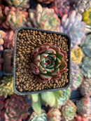 Echeveria Agavoides 'Black Sapphire' New Hybrid 1" Small Succulent Plant