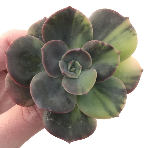 Echeveria 'Blue Metal' Variegated 3" Extremely Rare Succulent Plant