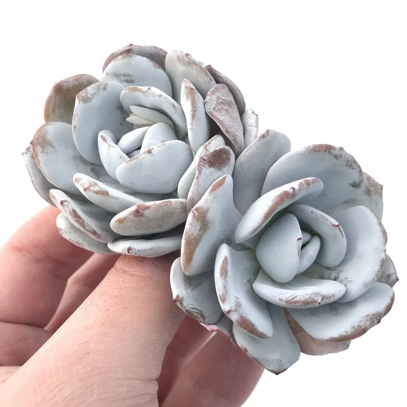 Echeveria Laui Double Head 3”-4” Rare Succulent Plant