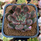 Echeveria Agavoides 'Red Bell' 2" Succulent Plant