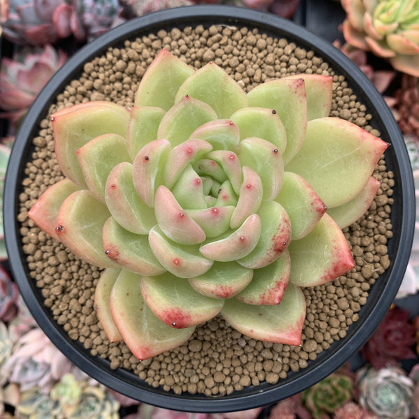 Echeveria Agavoides 'Champaign' 4"-5" Succulent Plant