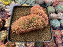 Echeveria Agavoides 'Gilva' Crested 4" Succulent Plant