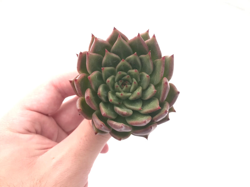 Echeveria 'Zaragosa' Hybrid 3" Succulent Plant