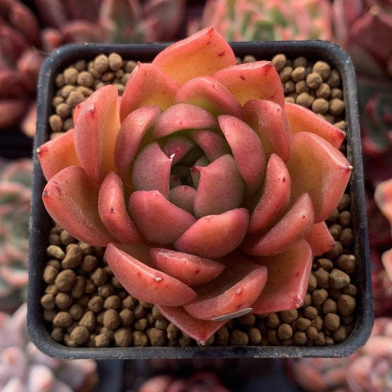 Echeveria Agavoides 'Cagliari' 1" Succulent Plant