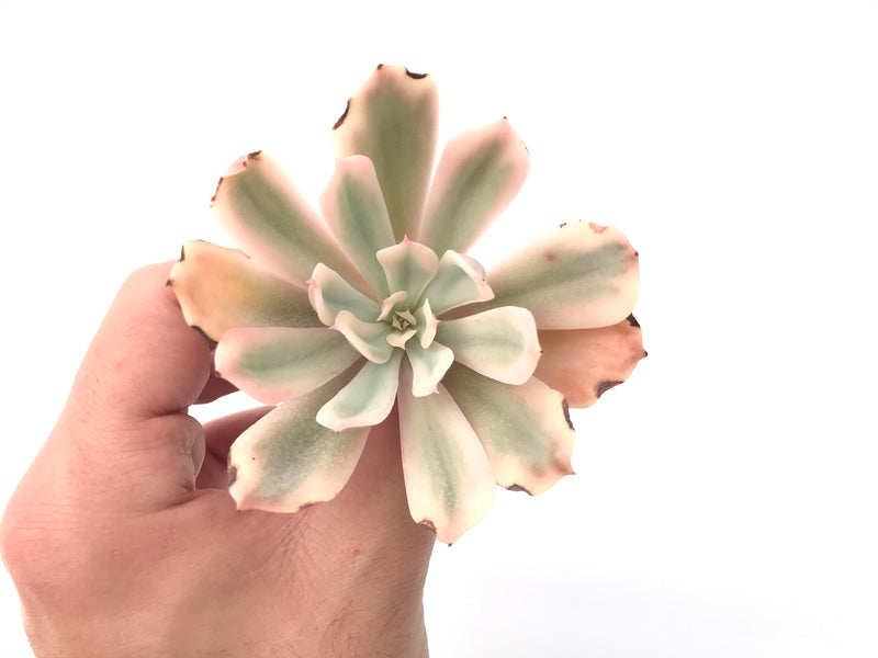 Echeveria 'Secunda' Variegated 3" Succulent Plant *Damaged*