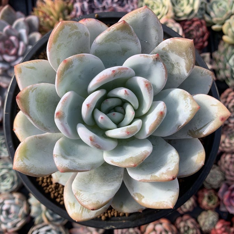 Echeveria 'Ivory' 5" Large Powdery Succulent Plant