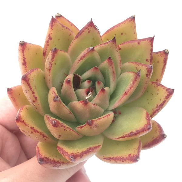 Echeveria Agavoides ‘Mundy’ 4" Rare Succulent Plant