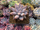 Echeveria 'Tolimanensis' 2"-3" Succulent Plant