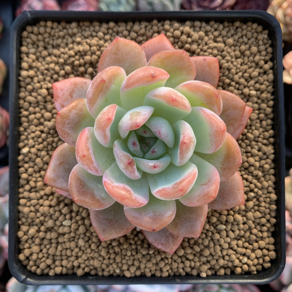 Echeveria 'Starmark' 4" Succulent Plant