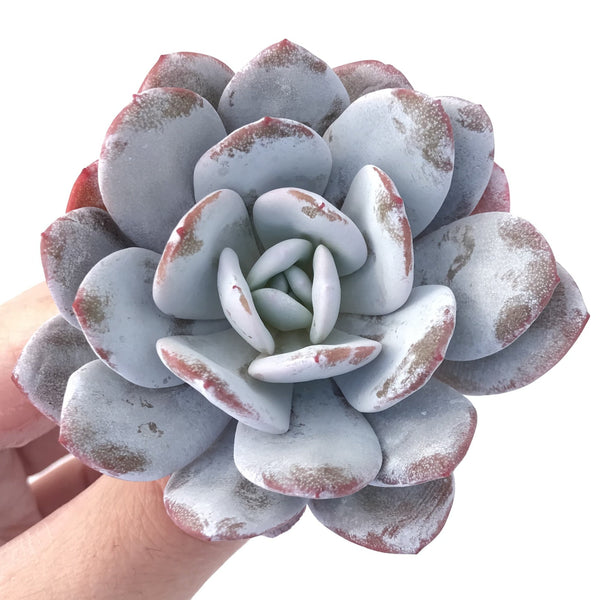 Echeveria 'Laui' 3" Powdery Succulent Plant