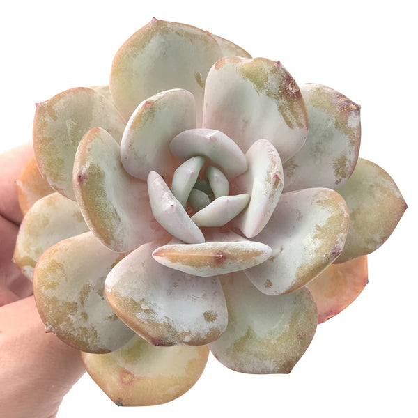 Echeveria 'Cream Tea' 4" Powdery Large Succulent Plant