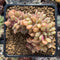 Echeveria 'Ariel' Crested 2" Succulent Plant