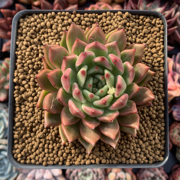 Echeveria Agavoides 'Golden Bear' 3"-4" Succulent Plant