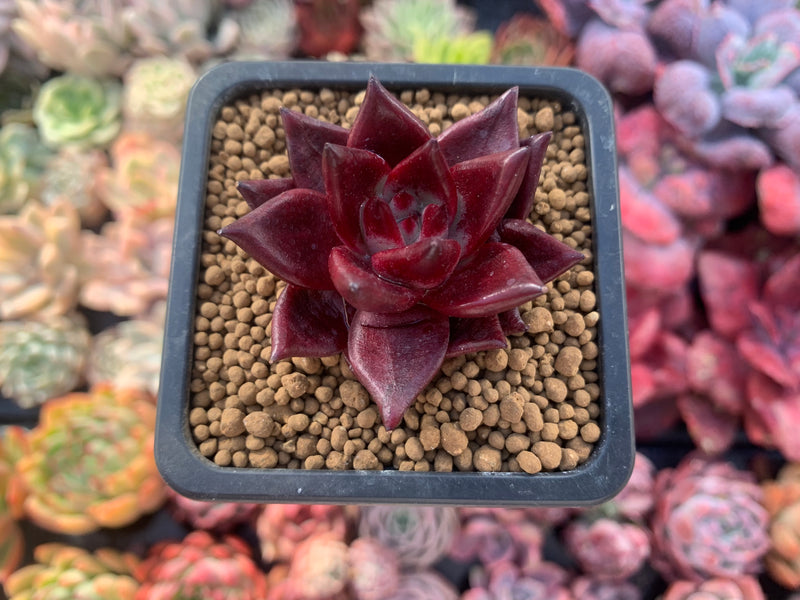 Echeveria Agavoides 'Red Rubin' 1"-2" Succulent Plant