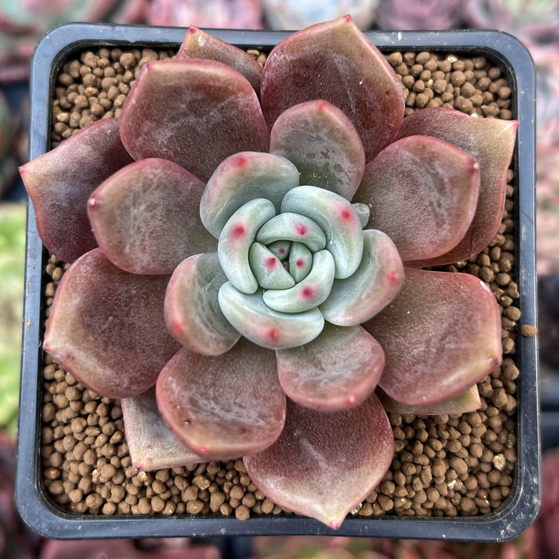 Echeveria 'Baekya' 2" Succulent Plant