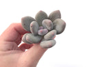 Pachyveria 'Beauty' 2" Powdery Succulent Plant