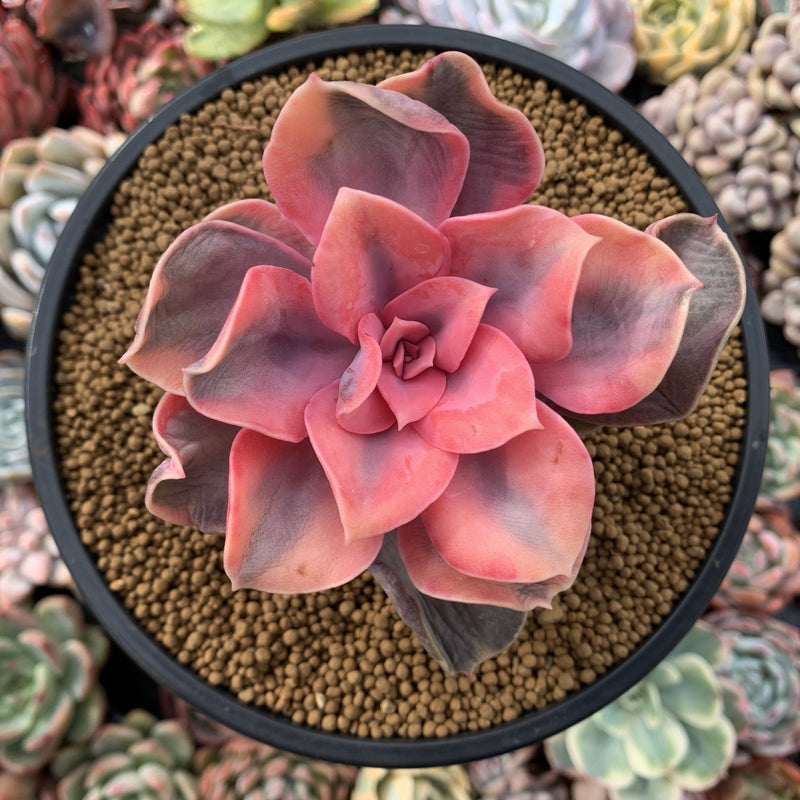 Echeveria 'Rainbow' Variegated 3"-4" Succulent Plant