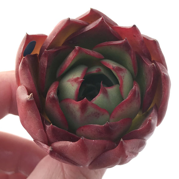 Echeveria 'Hailey' New Hybrid 2" Succulent Plant