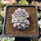 Echeveria 'A-Pink' Crested 1" Succulent Plant