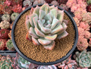 Echeveria 'Irene' 4" Powdery Succulent Plant