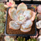 Echeveria 'Cream Tea' 2" Powdery Succulent Plant