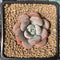 Echeveria 'Arandron' 1" Succulent Plant