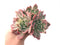 Echeveria 'Luella' Variegated 8" Extra Large Cluster Succulent Plant