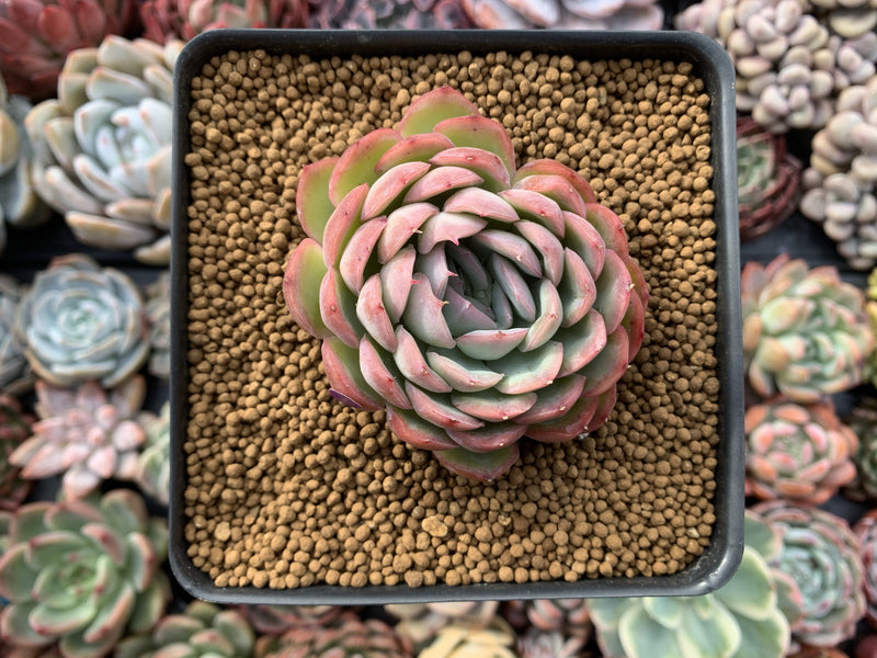 Echeveria 'Hanatsukiyo' 3" Succulent Plant