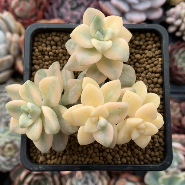 Graptoveria 'Titubans' Variegated 3" Cluster Succulent Plant