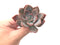 Echeveria 'Missing You' 3" Succulent Plant