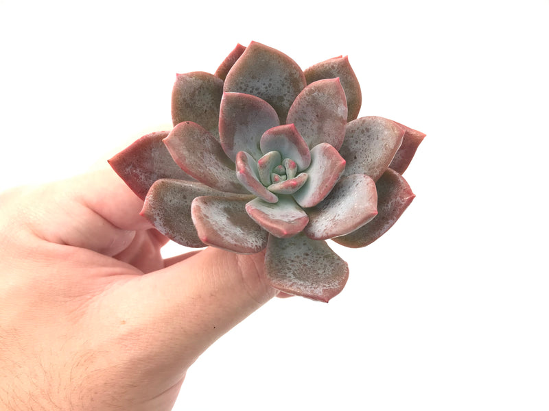 Echeveria 'Missing You' 3" Succulent Plant