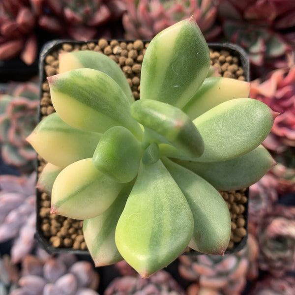 Pachyphytum 'Doctor Cornelius' Variegated 3" Succulent Plant