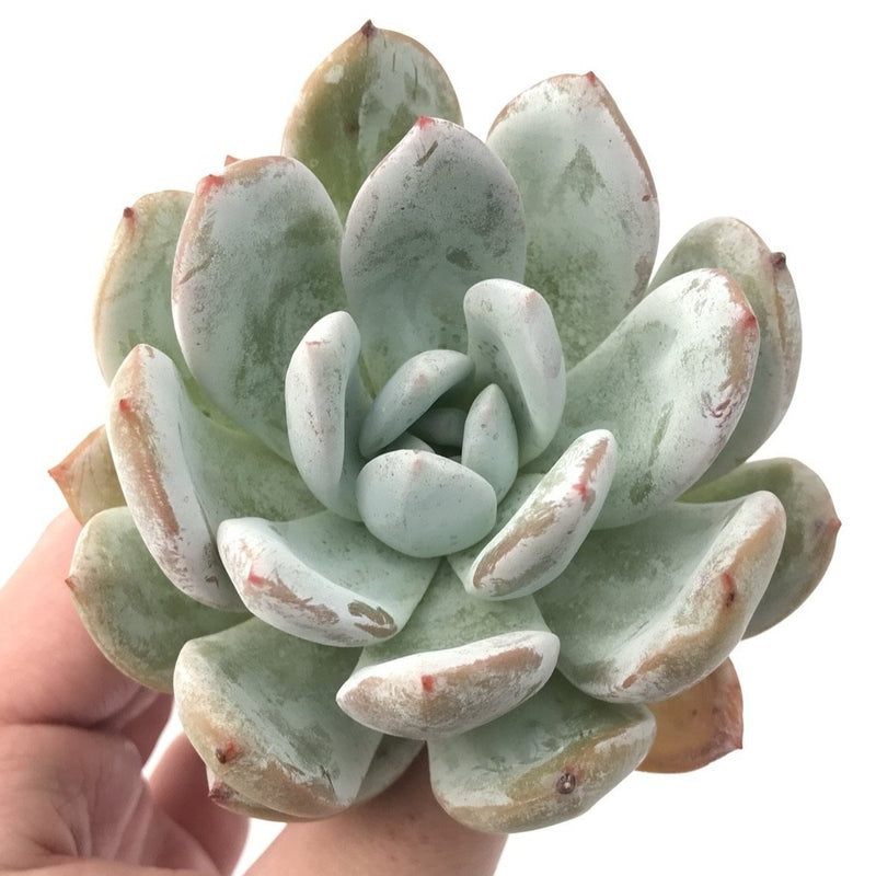 Echeveria 'Ivory' 4" Powdery Succulent Plant