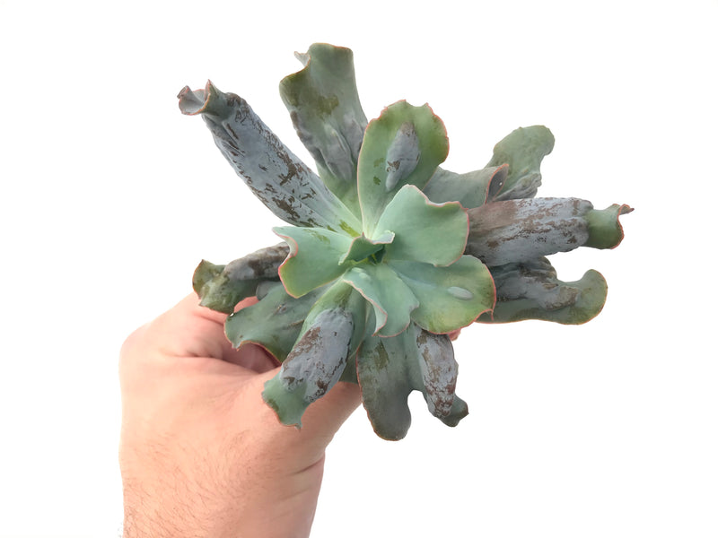 Echeveria 'Culiba' 3" Succulent Plant