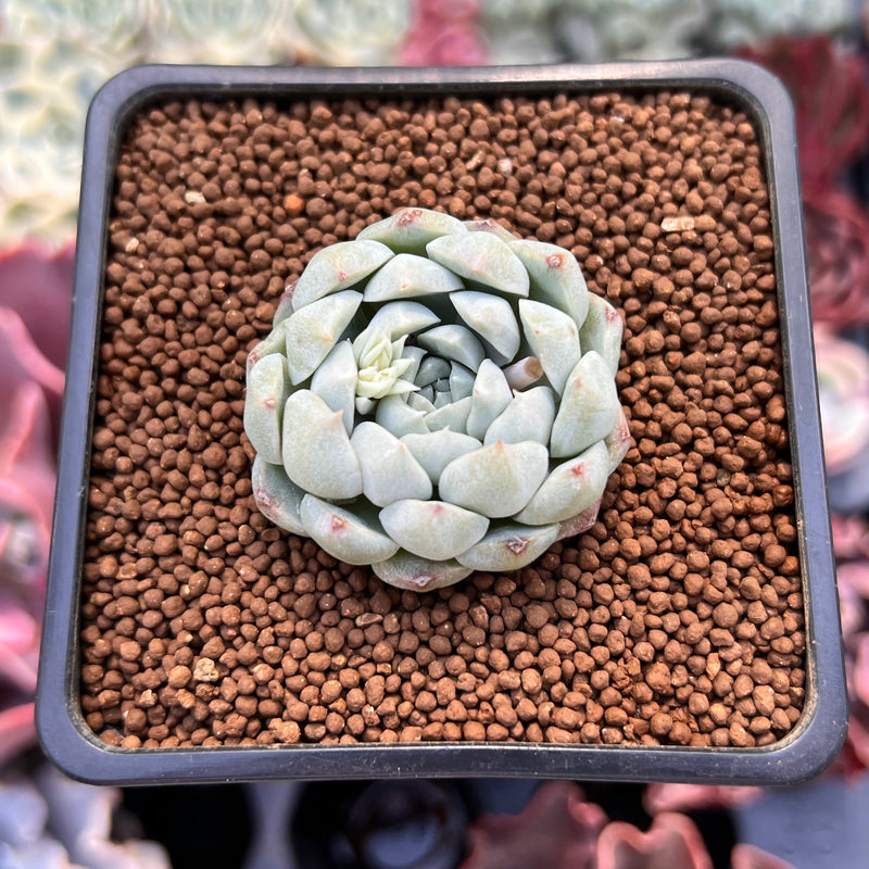 Echeveria 'Arba' 1" Succulent Plant