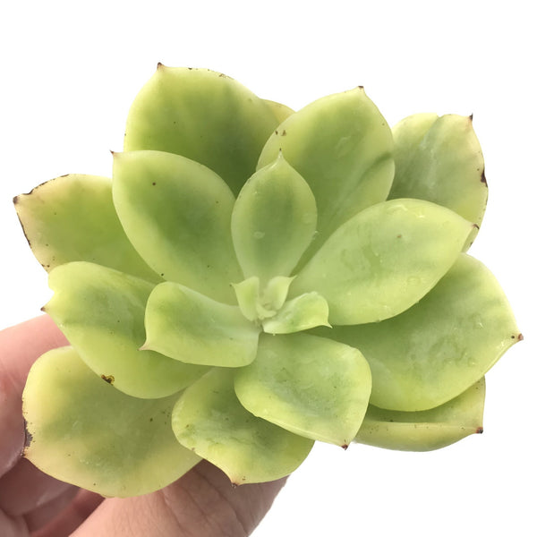 Echeveria 'Golden Glow' Variegated 2"-3" Rare Succulent Plant