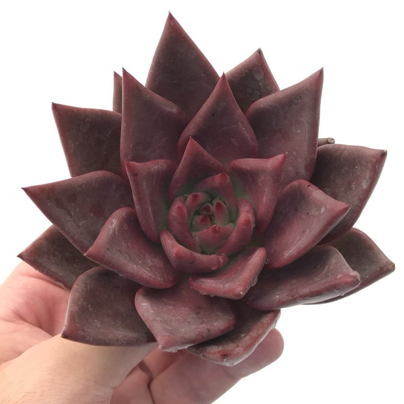 Echeveria Agavoides 'Red Ebony' Large Specimen 5" Rare Succulent Plant