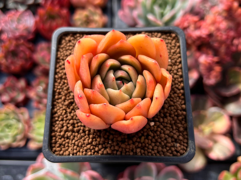 Echeveria 'Apple' 2" Succulent Plant