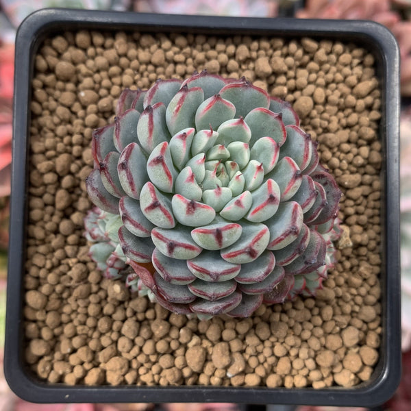 Echeveria sp. 2" Succulent Plant