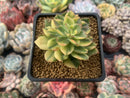 Echeveria 'Bob jolly' Variegated 2" Succulent Plant