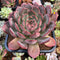 Echeveria 'Glam Pink' 6" Extremely LARGE Succulent Plant