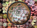 Echeveria 'Elegans Potosina' 4" Succulent Plant