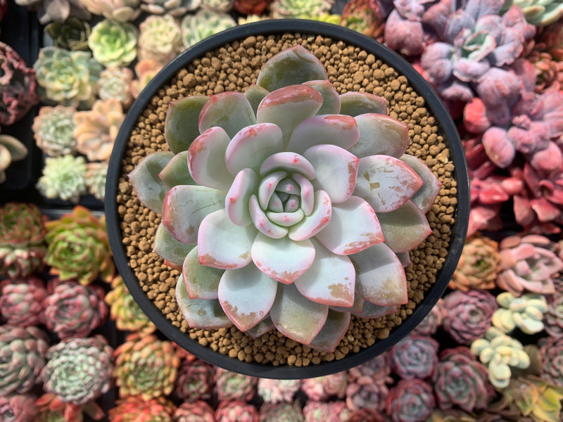 Echeveria 'Elegans Potosina' 4" Succulent Plant