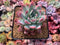 Echeveria sp. 4" Succulent Plant