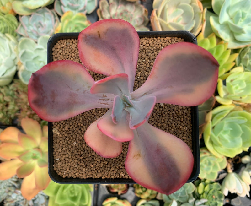 Echeveria 'Angel Wings' Variegated 2" Succulent Plant