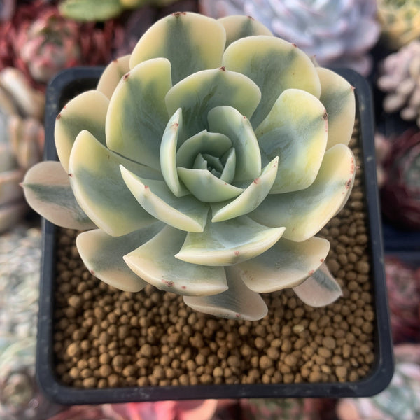 Echeveria Runyonii Variegated (Aka Echeveria 'Akaihosi' Variegated) 2" Succulent Plant