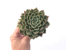 Echeveria Agavoides 'Rajoya' 5" Succulent Plant